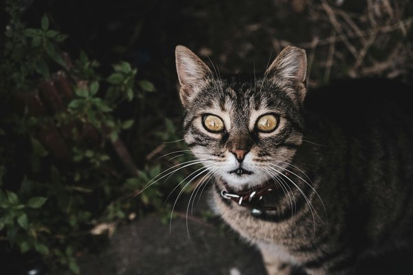 What are the key factors driving growth in the UK tech sector?