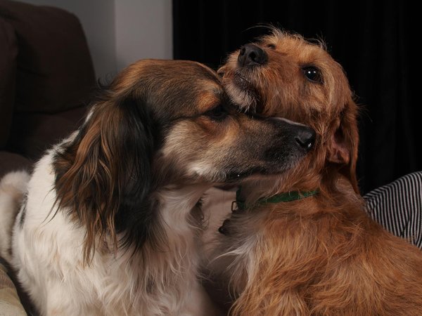 Exploring the distinctive features of the uk's public vs. private healthcare systems